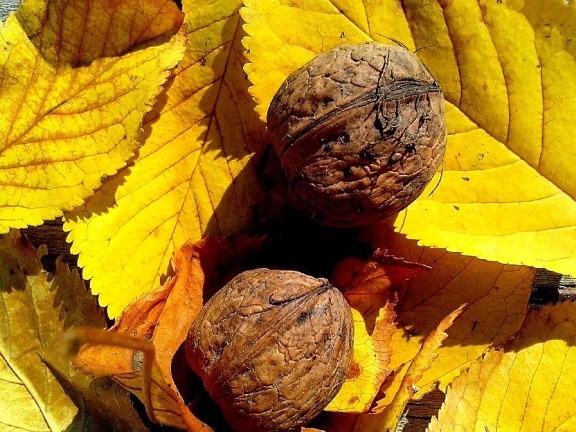 walnut, fruit, leaves