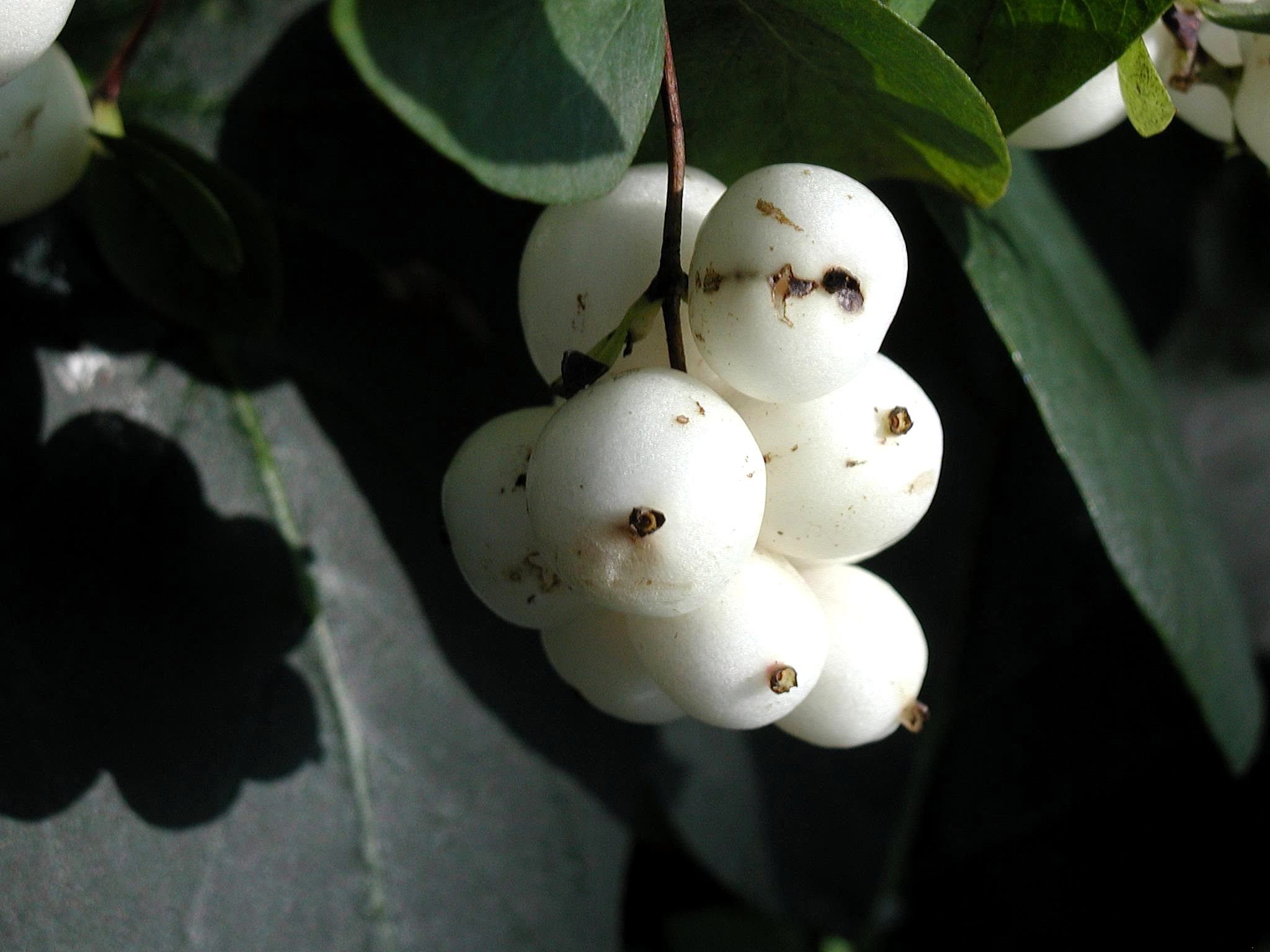 Плоды ли. Снежноягодник белый. Белый фрукт. Дерево с белыми плодами. Растение с белыми ягодами.