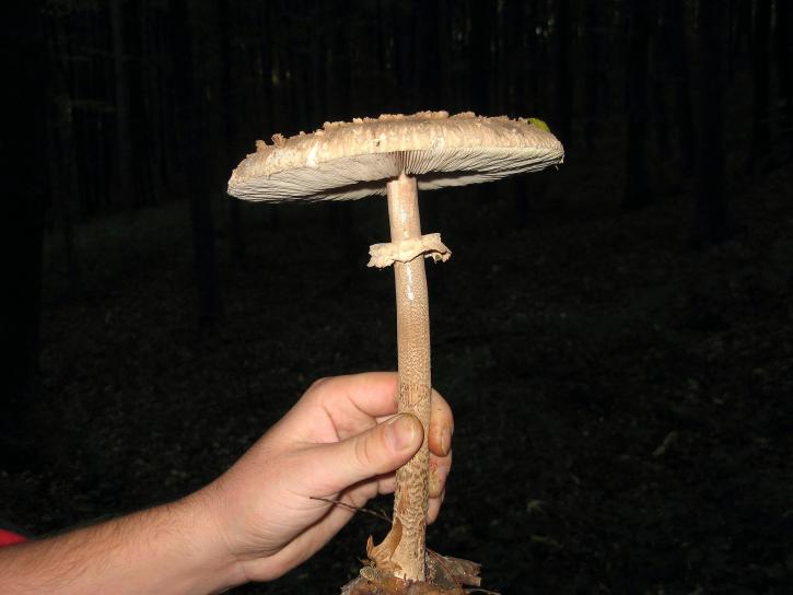 agaric, mushroom
