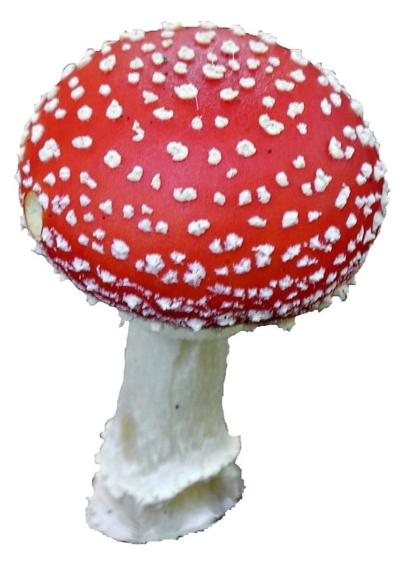 Muchomůrka, červená, houby