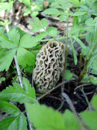 up-close, sponge, mushroom, morchella, esculenta, vaporarius, growing, green leaves