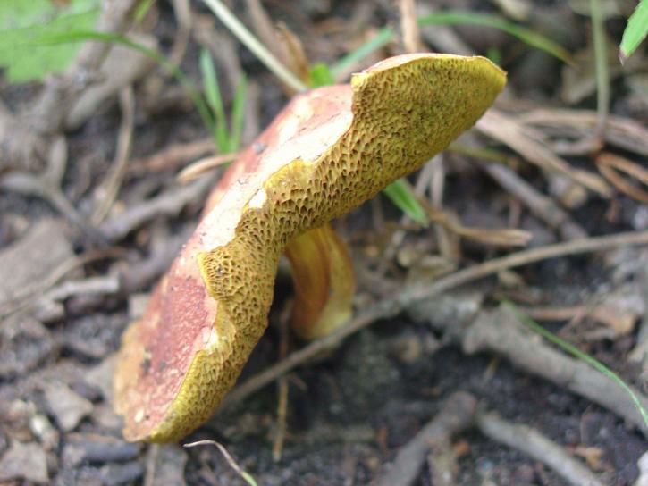 up-close, red, cap, yellow, gills, mushroom