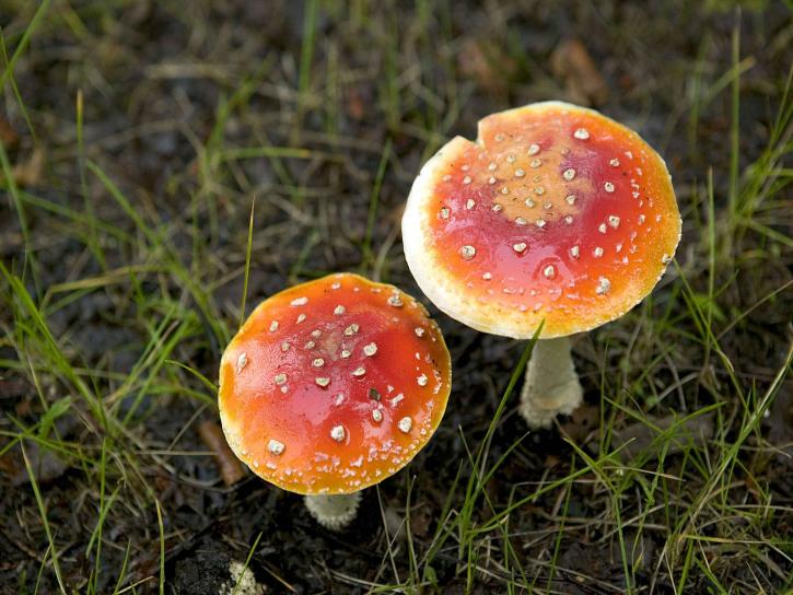 fly-amanita-muscaria-mushroom-poisonous-and-psychoactive-basidiomycete-fungus-725x544.jpg