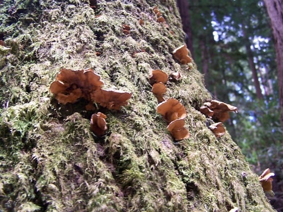 champignons, séquoia, écorce