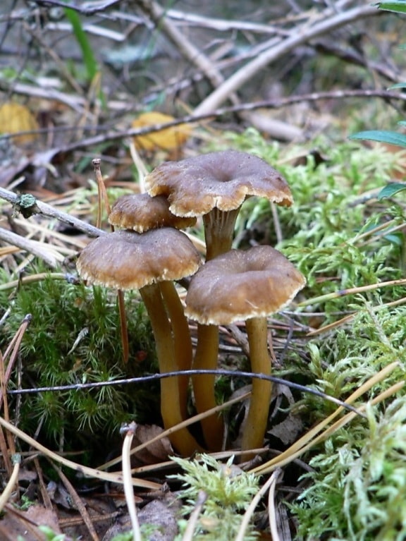 funnel, chanterelles, mushroom