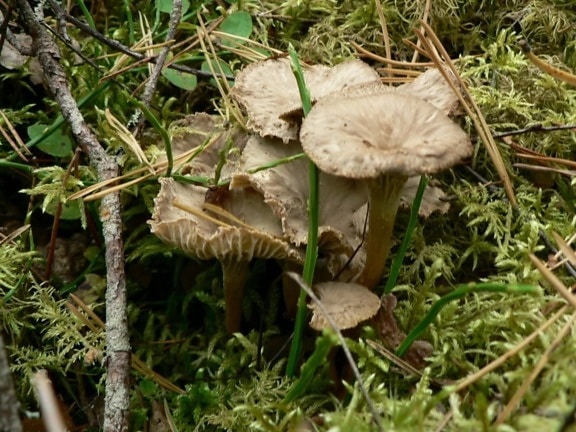 funnel, chanterelles, mushroom, grass