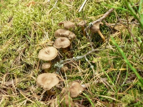 Trychtýřový s liškami, houby, tráva