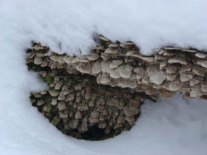 gray, shelf, mushrooms, log, snow