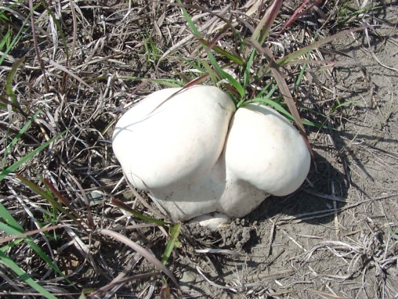 immature, white, puffball, mushroom, growing, grass, lycopedron