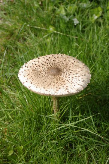 large mushroom, up-close, grass