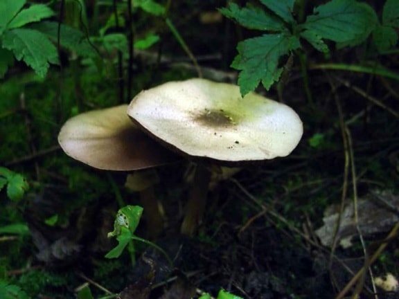 mica, cup, mushroom, plant, coprinus, micaceus