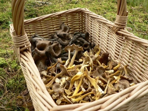 mushroom, basket