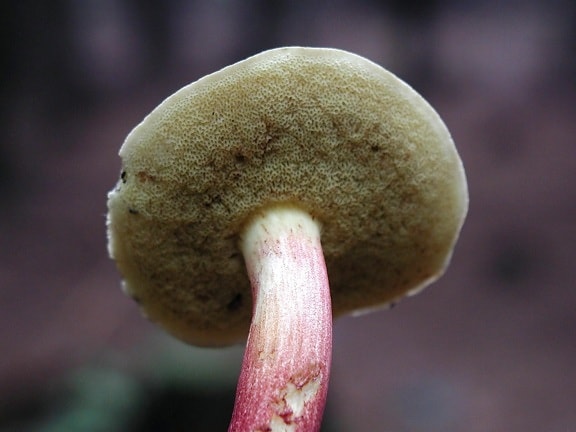 Free picture: immature, white, puffball, mushroom, growing, grass ...