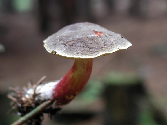 jamur, hutan