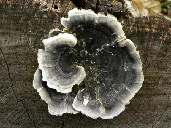 store champignon, træ logge