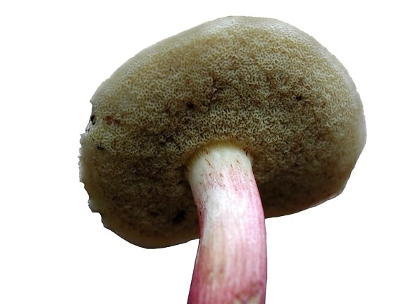 champignon, hvid baggrund