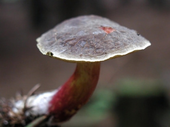 mushroom, plant