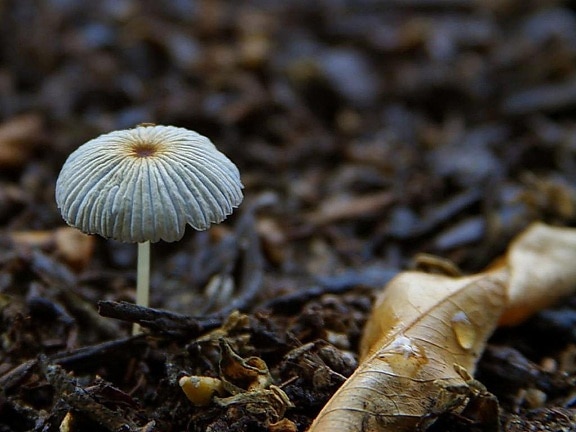 mushrooms, dirt, leaves