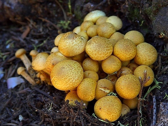 mushrooms, fungus