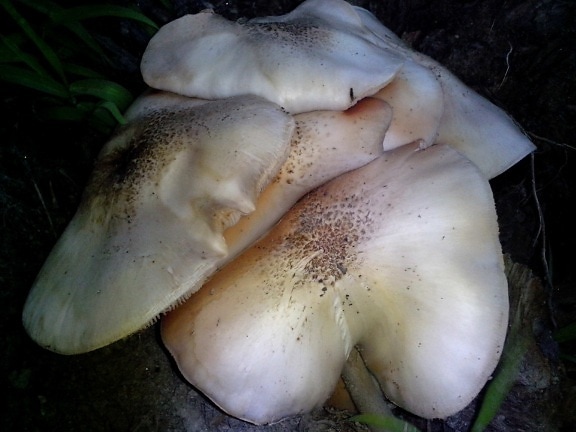 mushrooms, dark