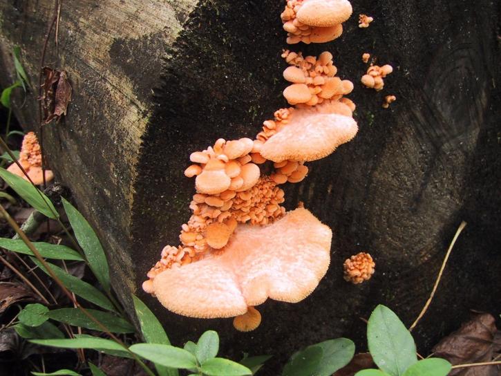 mushrooms, log