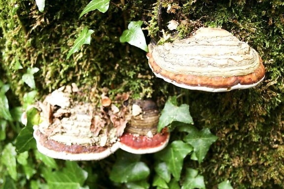 champignons, arbre