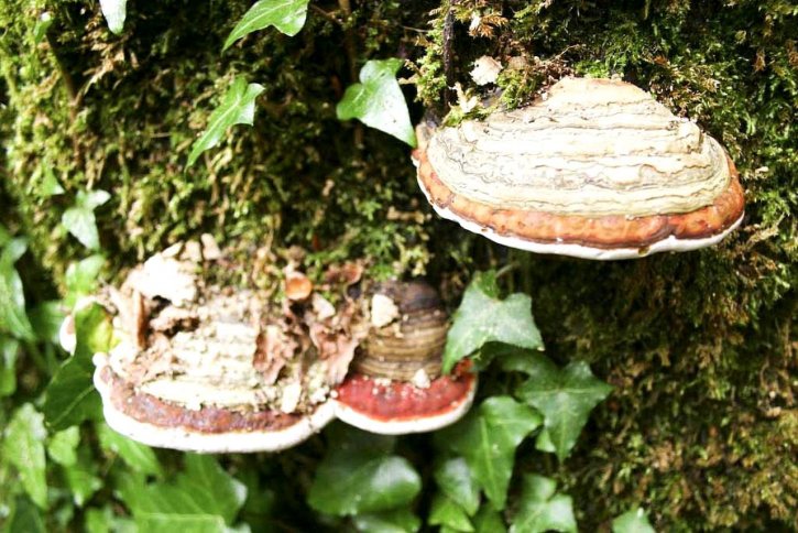 mushrooms, tree