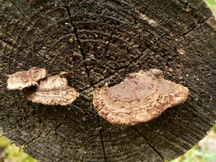 mushrooms, tree, log