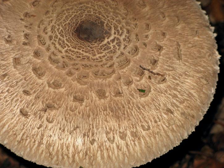 parasol, mushroom