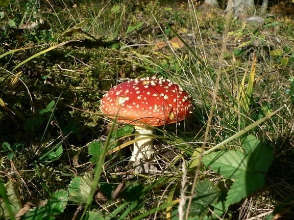 red, death, cap, mushroom
