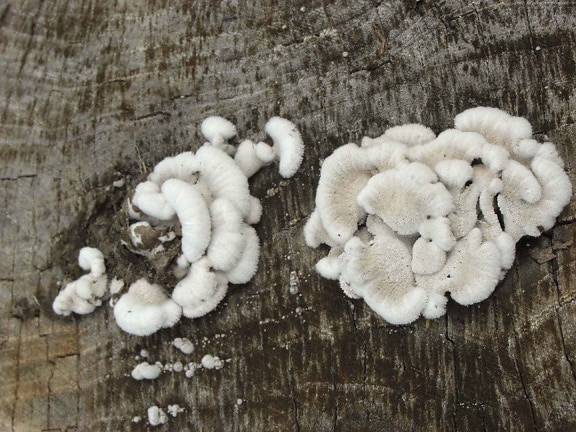 white, shelf, mushrooms, growing, clumps, old, wood