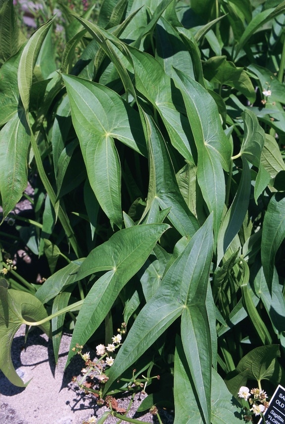 gigante, punta de flecha, planta, Sagittaria, montevidensis