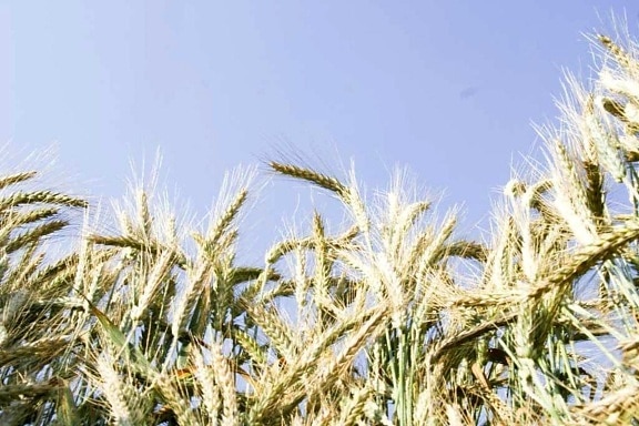 Getreide, Pflanzen, Details, Bild