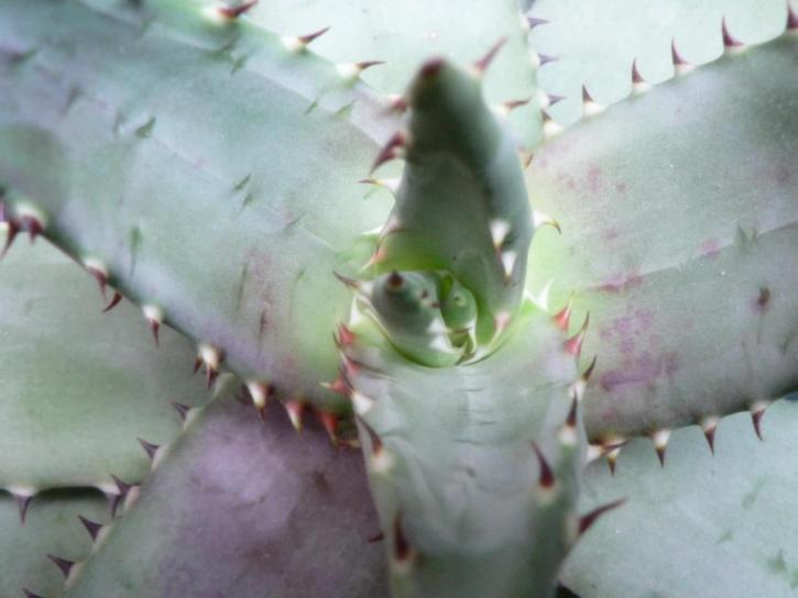 gray, green, cactus,plant