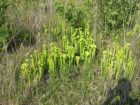 vert, cruche, plante, tourbière, sarracenia, oreophila