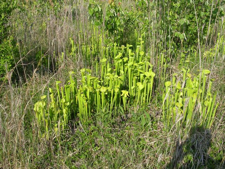 green, pitcher, plant, bog, sarracenia, oreophila