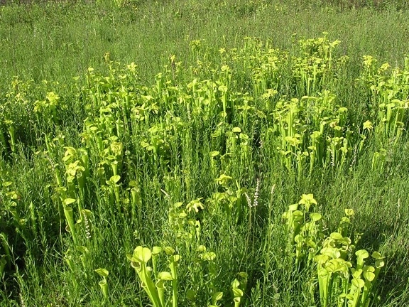 verde, arremessador, plantas, verde, campos, sarracenia, oreophila