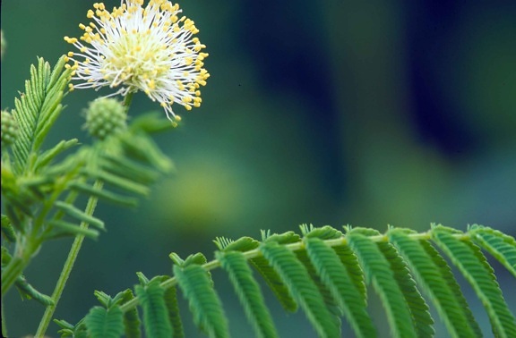 illinois, bundleflower, plant, desmanthus, illinoensis