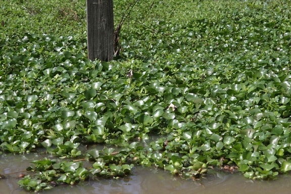 invazivní, voda, hyacint, rostliny, která se týká vody, staré, sloupků plotu