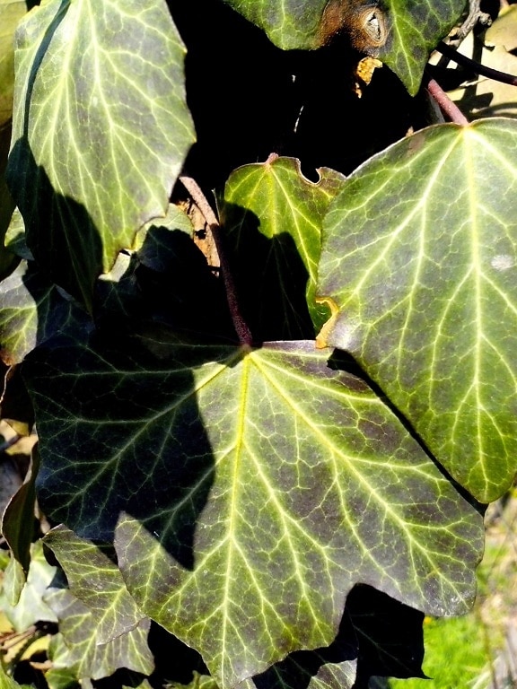 ivy, creeper, plant, green leaves