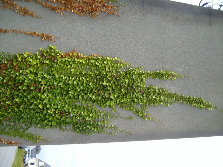 ivy, wall