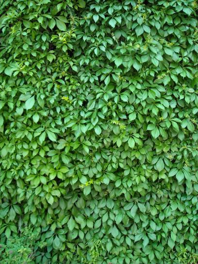 Ivy, thực vật