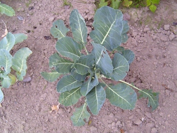 kohlrabi, plant, brassica, oleracea