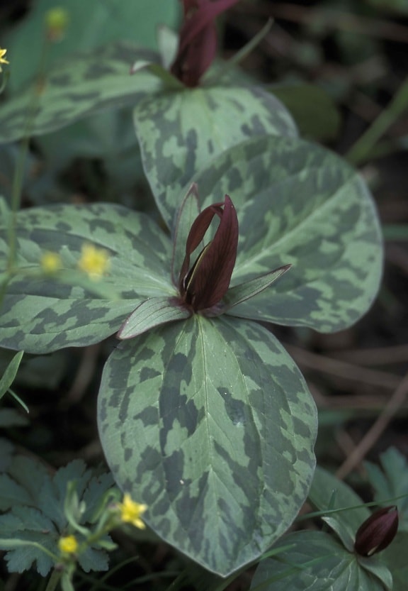 large, green leaves, maroon, flower, petals, toad shade, trillium sessile
