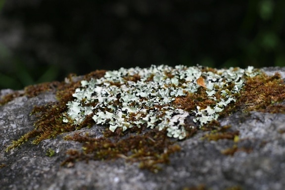 lichen, rocher, granit, Porongurup