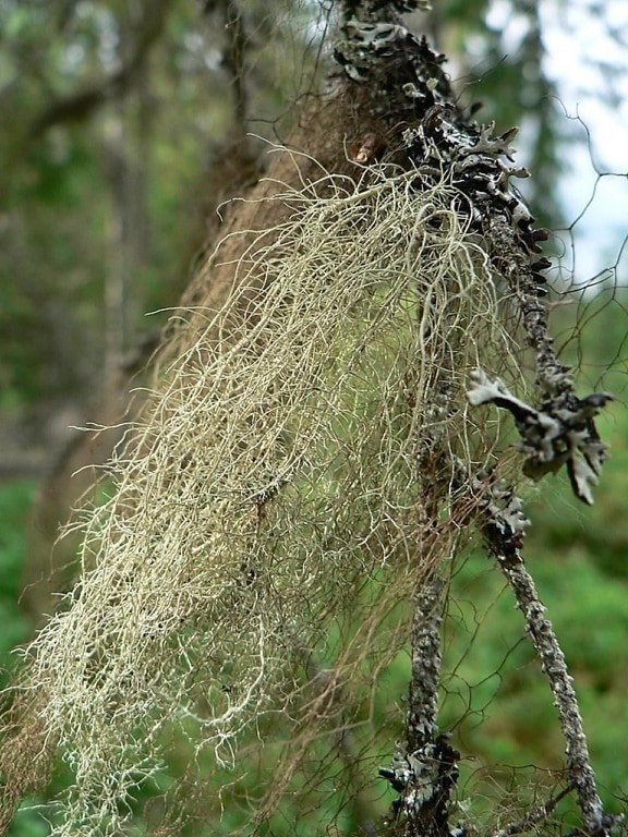 lichens plants, close