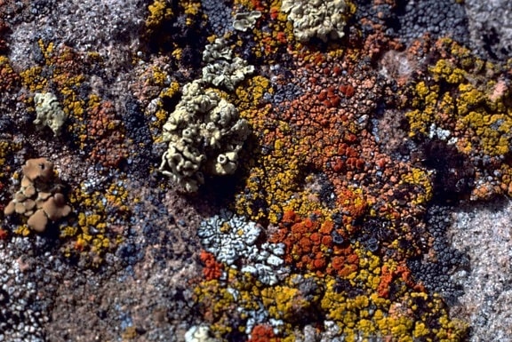 lichens, roches