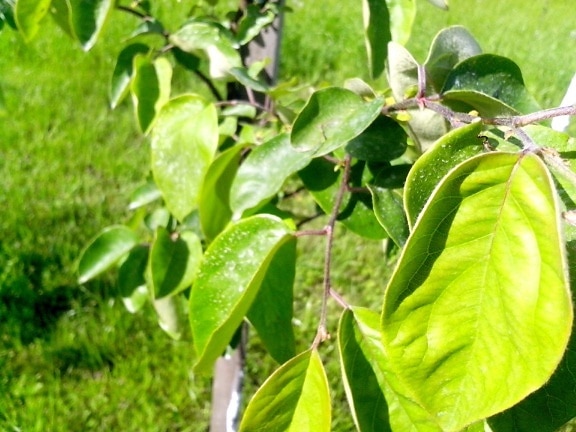 foglie verde chiaro, mele cotogne, frutta