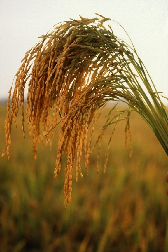 pitkä, vilja, riisi