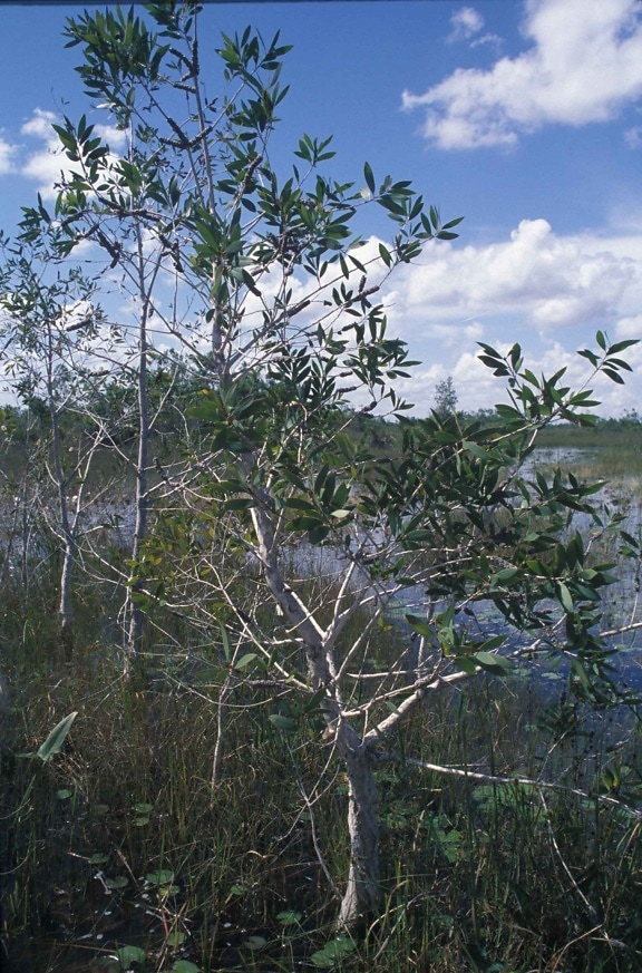 melaleuca, plant, swamp, area